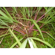 pokok Serai wangi berakar 2 batang