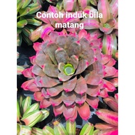 Bromeliad Super Rare - Xneomea mars  by Gha Garden House