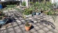 德保蘇鐵Cycas debaoensis(受華盛頓公約保護的稀有品種，僅此一株!!)