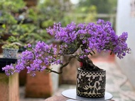 Linh sam 86 bonsai để bàn đã tạo dáng