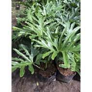 ❉Selloum Plant ( known as Sahod Yaman ) Live Plants with Soil and Pot