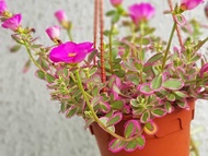 [SG 🇸🇬Store] Portulaca Variegated, Japanese Rose, Moss Rose, batik, (hanging) (0.15mH) - perfect for a sunny