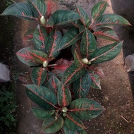 aglaonema stardust