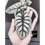 Terbaru Size Remaja tanaman hias alocasia silver dragon asli rawatan