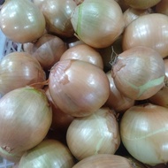 bawang bombay 1 kg