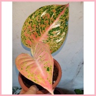 【Hot】 Lush Aglaonema Stardust Live Plants for Indoor/Outdoor