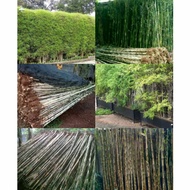 tanaman hias bambu jpng/untuk pagar