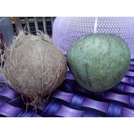 [🔥SUPER RARE💯]ANAK POKOK MANGGA KELAPA POKOK KAWIN BUAH BESAR VIRAL TANAM DALAM PASU HYBRID CEPAT BE