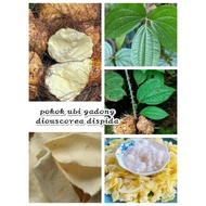 pokok ubi gadong / dioscorea hispida 1pokok hidup dlm polibag.
