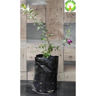 Live Plant: Leucophyllum Frutescens / Pokok Texas Sage 玉芙蓉 for HOME/OFFICE decoration