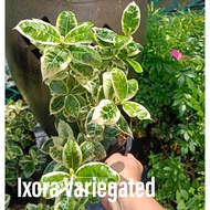House Plant - Ixora Variegated