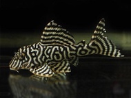 Pleco L333 king tiger ukuran dewasa