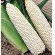 10PCS-100% Cameron Highland Fresh White Corn/ Susu Jagung Segar Grade AA , A & B