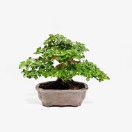 小品盆栽・齒葉壽娘子・麝香楓