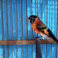 Red Siskin Klasik Jantan