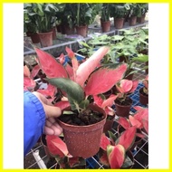 ♞,♘seeds Aglaonema Red Suksom Live Plants With Soil And Pot