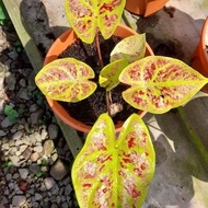 Caladium Red Plus Yellow