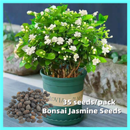 [Fast Germination]ปลูกง่าย ปลูกได้ทั่วไทย ของแท้ 100% 35PCS ต้นมะลิ White Jasmine Seeds Flower Seeds เมล็ดดอกไม้ ต้นไม้มงคล ต้นไม้ฟอกอากาศ ไม้ประดับ กล้วยไม้ เมล็ดดอกไม้สวย บอนไซ บอนสีหายาก แต่งบ้านและสวน พันธุ์ไม้หายาก พันธุ์ไม้ดอก เมล็ดดอกไม้ Plant Seed