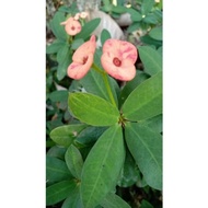 anak semai mahkota berduri