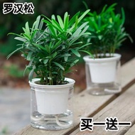 罗汉松盆栽绿植小叶雀舌罗汉松水培植物桌面室内耐四季常青花苗现货 9FCF