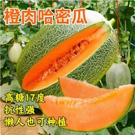 Xinjiang Reticulated Cantaloupe Seeds Four Seasons Sowing Fruits Cantaloupe Melon Fragrant Watermelo