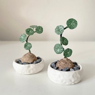 接單製作款 迷你圓葉山烏龜盆栽。迷你黏土塊根植物擺件