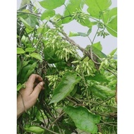 Combo of 3 Thien Ly super flowers with stable roots