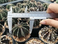 🌵💥แอลบีไฮบริด 💥🌵  LB Hybrid cactus  ขนาด  5-6 ซม. ไม้เมล็ด ต้นกระบองเพชร ต้นแคคตัส (แคคตัส กระบองเพชร)