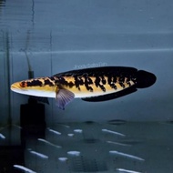 [ ikan channa 21-25 cm maru yellow sentarum (red eye ) chana ys