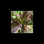 Rapeseed Seeds Four Seasons Sowing Green Vegetable Seeds Balcony Vegetable Seeds Potted Seeds Vegeta