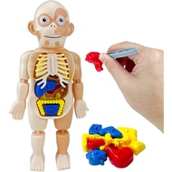 Educational Toys Human Organs Model DIY Assembly Science Kits Toys Human Body for Kids 6 7 8 Year Ol