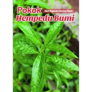 30/60pcs daun pokok matang hempedu bumi / daun akar cerita