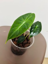 Alocasia Pink Dragon #3