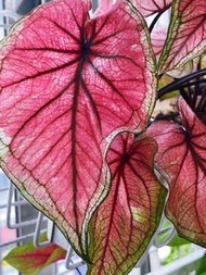 彩葉芋