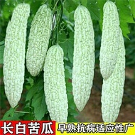 Vegetable Seeds Spring Bitter Gourd Seeds White Jade Bitter Gourd Seeds Long White Bitter Gourd Seed