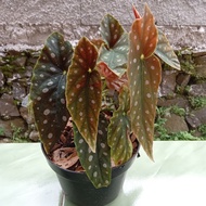 Tanaman Hias Begonia Polkadot - Begonia Maculata