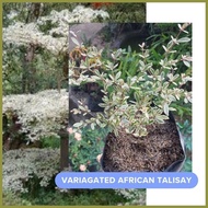 ☑ ❥ ▫ Variagated African Talisay Seedlings in soft poly bag