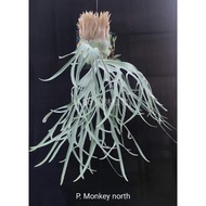 Playtycerium Monkey North rare 20 Jan 26
