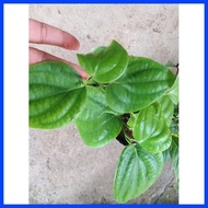 ☫ ∮ ◱ Paminta Indian Variety/Black Peppercorn Seedlings well established