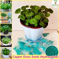 Copper Grass Pilea Seeds Gardening Flower Seeds Water Plants Air Purifying Indoor Plants Real Plants Potted Live Plants Copper Money Grass Plants Seeds for Hydroponics Seeds Bonsai Plants for Sale (50 pcs Seeds for Planting Flowers, Easy To Grow)