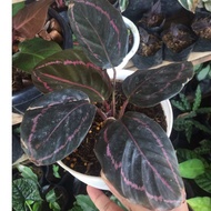 ▨№▧Calathea Dottie.....