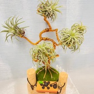 創意空鳳架 樹下泡茶款 辦公室 桌上展示架