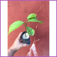 ✓ ✸ ◱ Mahogany seedling in small seedling bag