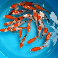 Ikan KOI Blitar Ukuran 10-12cm Bibit