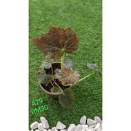 BEGONIA ASAM BATU ~ REAL PLANT ~ INDOOR PLANT ~OUTDOOR PLANT    READY STOCK BEGONIA ASAM BATU ® POKO