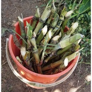 LVP - Tebu Telur ( vegetable) stem cutting / Keratan batang tebu telur