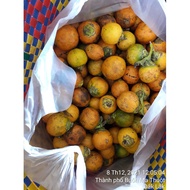 1 kg HẠT GIỐNG CÂY CAU CAO TỨ QUÝ  [ [ Giống Cau Quãng Ngãi - quả tròn ] ] [BEST Express]