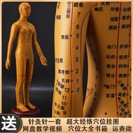 Teaching Meridian Acupuncture Point Twelve Rivers Practice Acupoint Diagram Model Human Politics Acu