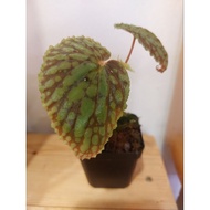 Begonia Chlorosticta