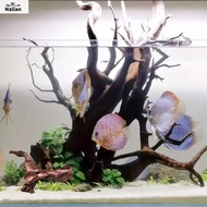 NALIAN Irregular Shape Coral Wood Natural Wood Aquatic Plants Creative Driftwood Trunk for Aquarium